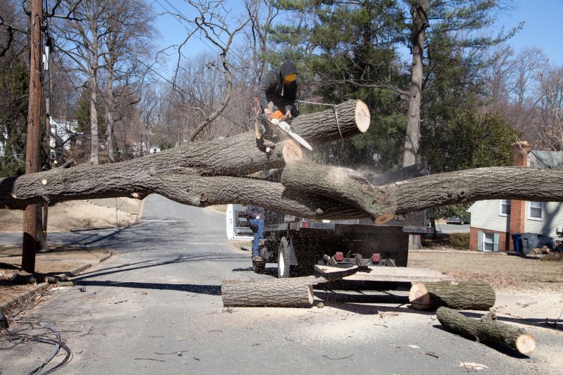Emergency Tree Removal Services